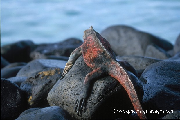  , Parc National des Galapagos, Equateur  