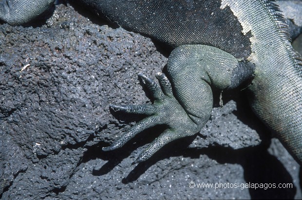 Iguanes marins (Amblyrhynchus cristatus)  - île de Española - Galapagos