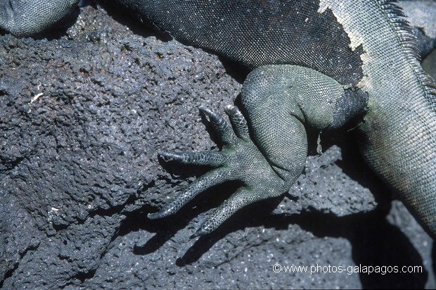  , Parc National des Galapagos, Equateur  