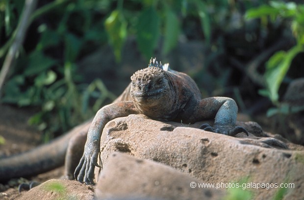 Iguanes marins (Amblyrhynchus cristatus) - île de Española - Galapagos