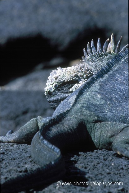 , Oiseau  , Parc National des Galapagos, Equateur  