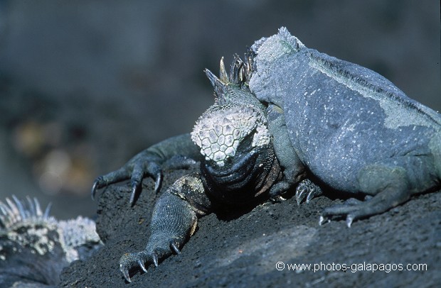 Iguanes marins (Amblyrhynchus cristatus)  - île de Fernandina - Galapagos