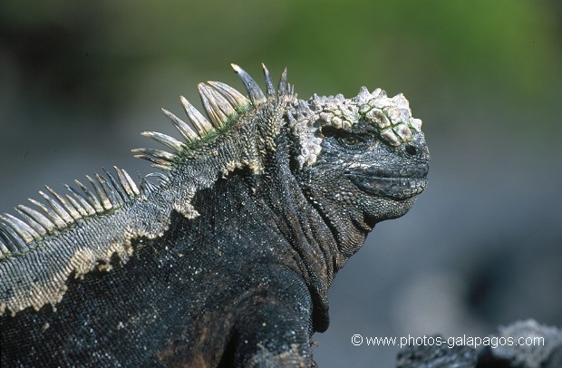 Iguanes marins (Amblyrhynchus cristatus)