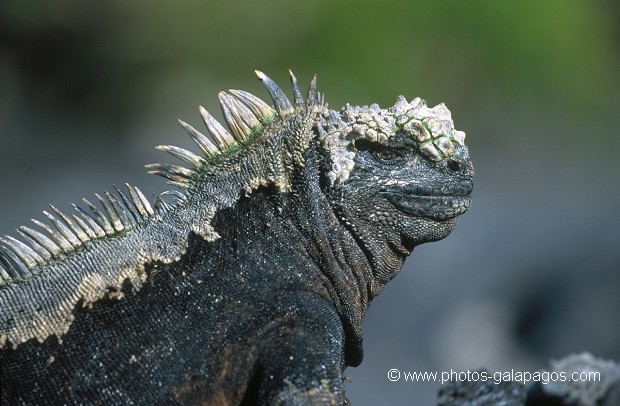  , Parc National des Galapagos, Equateur  