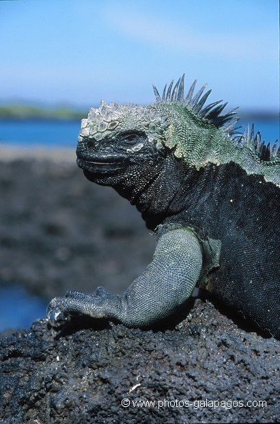  , Parc National des Galapagos, Equateur  