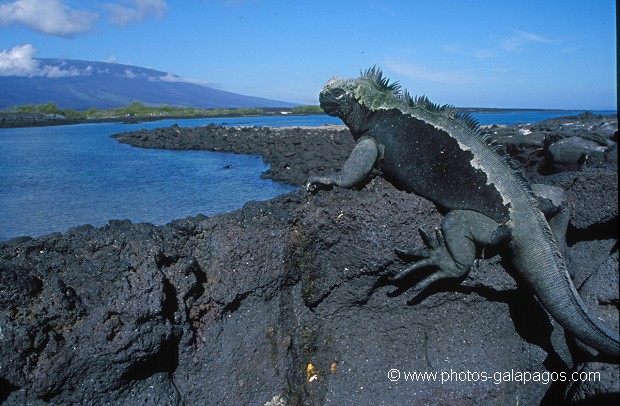 Iguanes marins (Amblyrhynchus cristatus)  - île de Fernandina - Galapagos