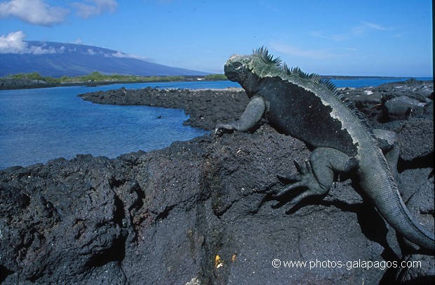  , Parc National des Galapagos, Equateur  