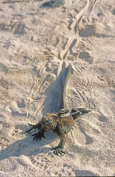  , Parc National des Galapagos, Equateur  