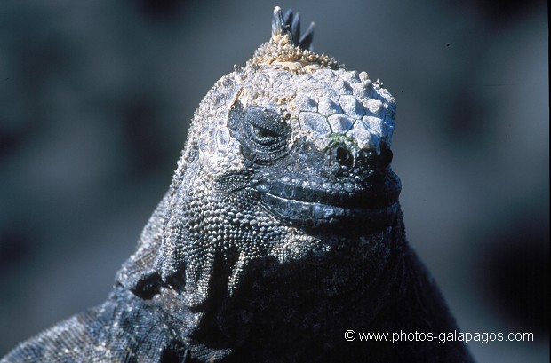 Iguanes marins (Amblyrhynchus cristatus)  - île de Fernandina - Galapagos