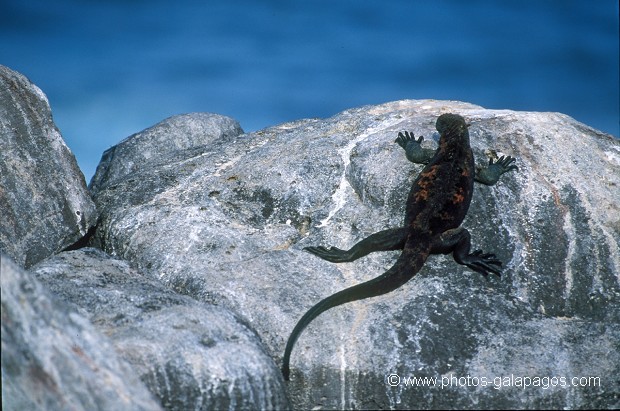 Iguanes marins (Amblyrhynchus cristatus)  - île de Española - Galapagos