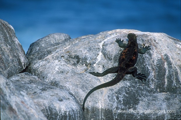  , Parc National des Galapagos, Equateur  