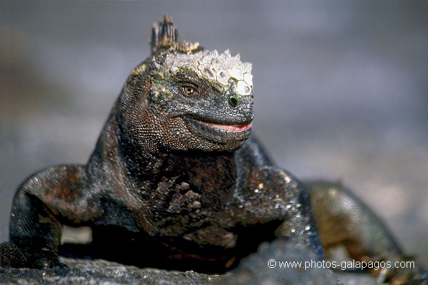  , Parc National des Galapagos, Equateur  