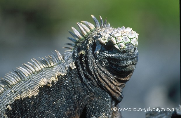  , Parc National des Galapagos, Equateur  