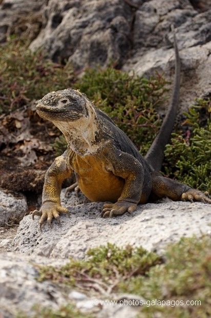 , Galapagos , Equateur , Parc National des Galapagos  , Parc National des Galapagos, Equateur  