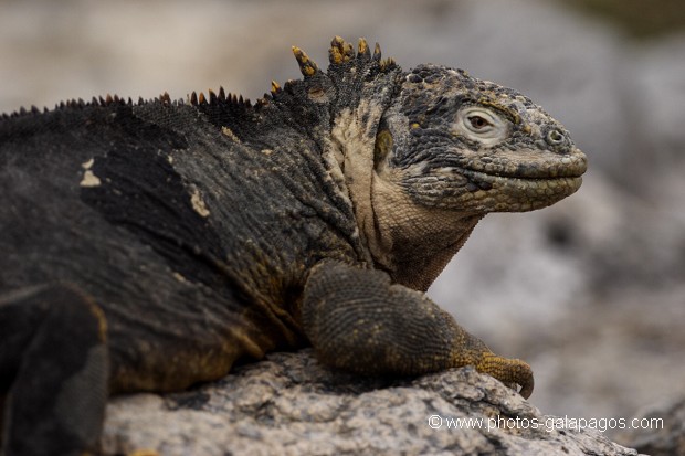 Iguane terrestre des Galapagos (Conolophus subcristatus) - île de south Plaza - Galapagos