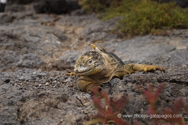 Iguane terrestre sur l'île de south plaza - Galapagos
