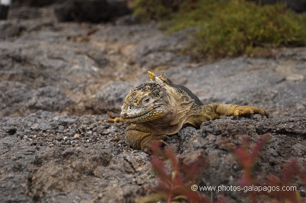 , Galapagos , Equateur , Parc National des Galapagos  , Parc National des Galapagos, Equateur  