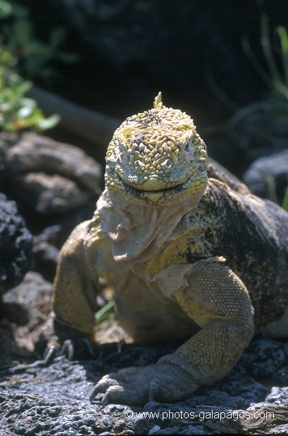  , Parc National des Galapagos, Equateur  