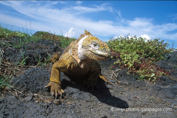  , Parc National des Galapagos, Equateur  