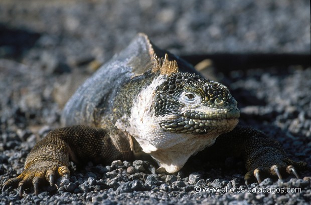  , Parc National des Galapagos, Equateur  