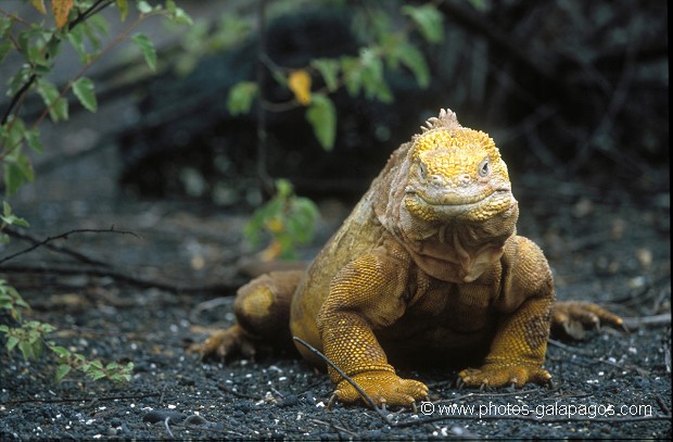  , Parc National des Galapagos, Equateur  