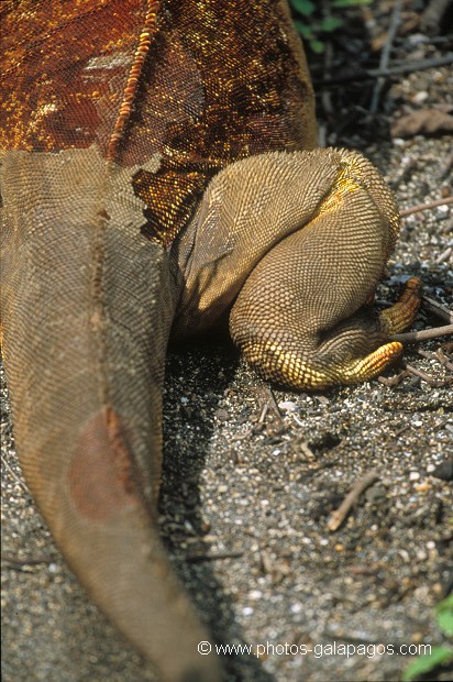  , Parc National des Galapagos, Equateur  