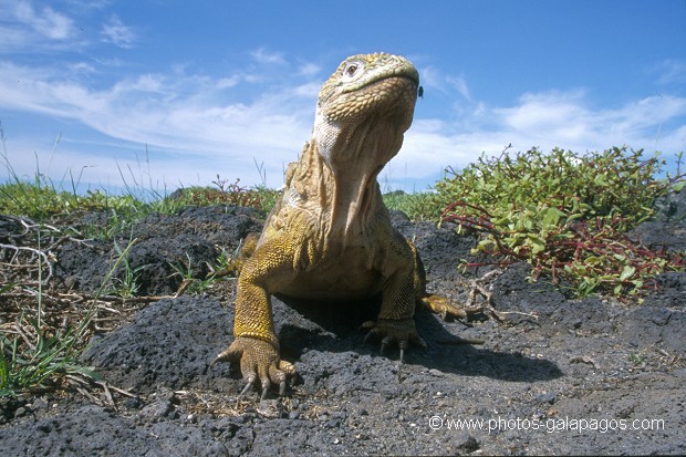  , Parc National des Galapagos, Equateur  