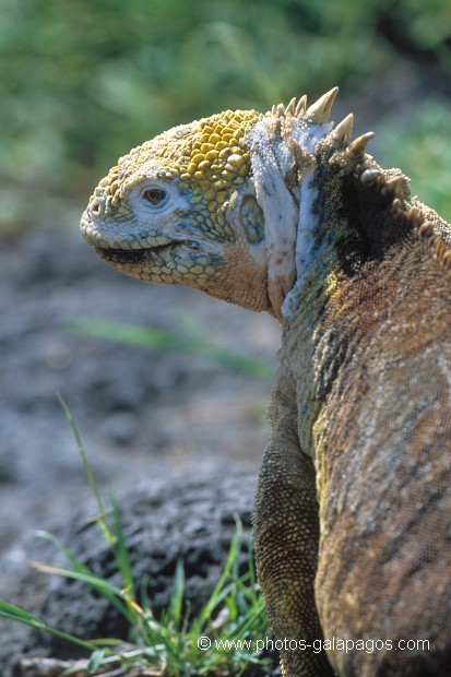  , Parc National des Galapagos, Equateur  