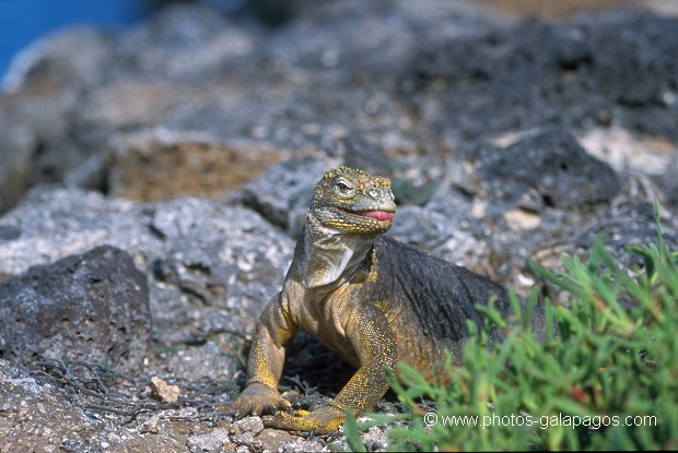  , Parc National des Galapagos, Equateur  