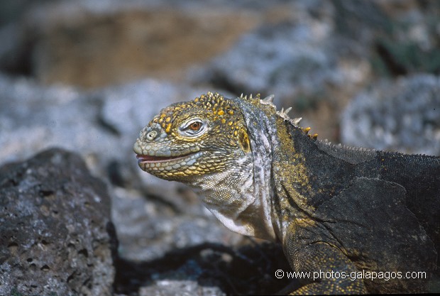  , Parc National des Galapagos, Equateur  