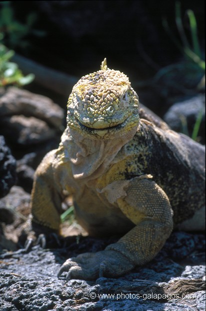  , Parc National des Galapagos, Equateur  