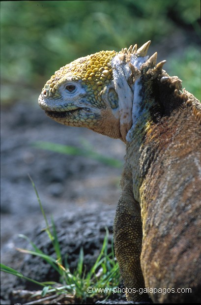  , Parc National des Galapagos, Equateur  