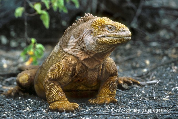  , Parc National des Galapagos, Equateur  