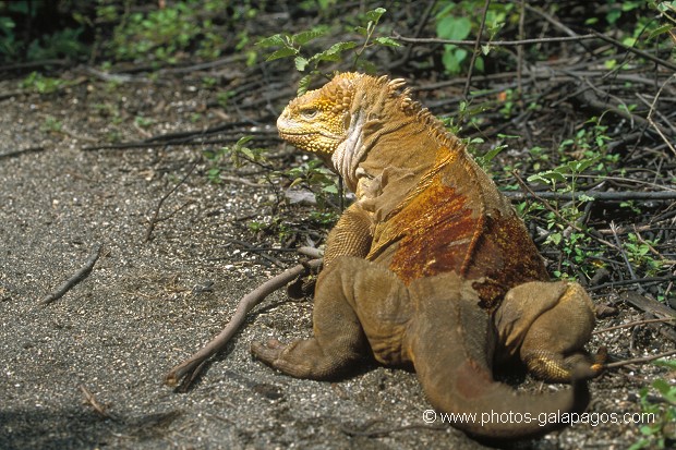  , Parc National des Galapagos, Equateur  