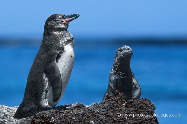 Manchot des Galapagos (Spheniscus mendiculus) - île de Isabela