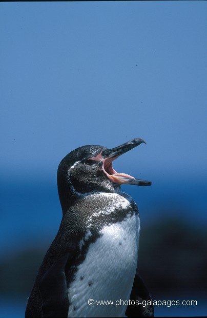  , Parc National des Galapagos, Equateur  