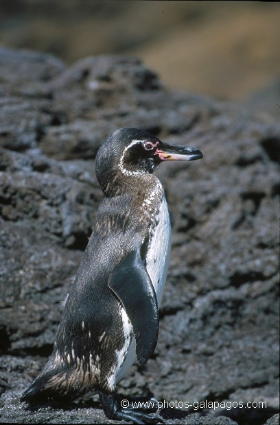  , Parc National des Galapagos, Equateur  