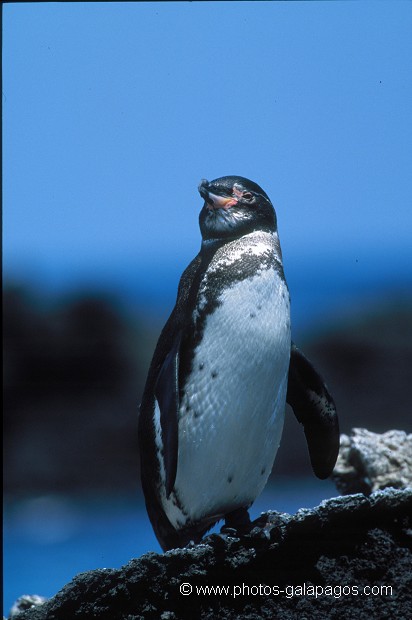  , Parc National des Galapagos, Equateur  