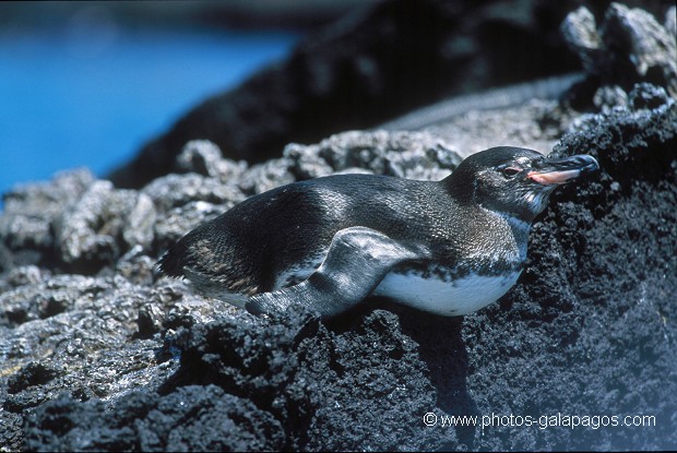 Manchot des Galapagos (Spheniscus mendiculus) - île de Bartholomé