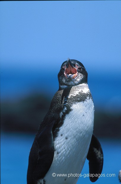  , Parc National des Galapagos, Equateur  