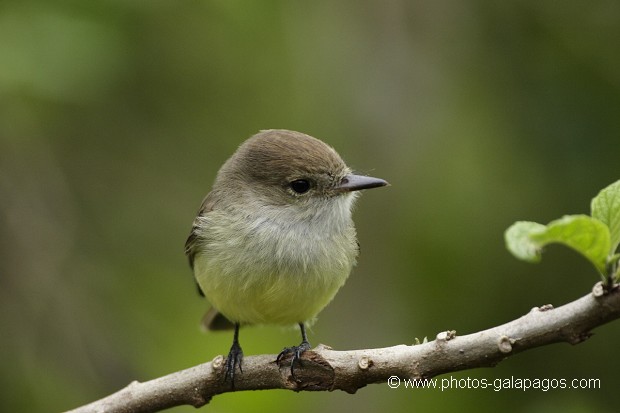 , Galapagos , Equateur , Parc National des Galapagos , Oiseau , Profil , Vert  , Parc National des Galapagos, Equateur  