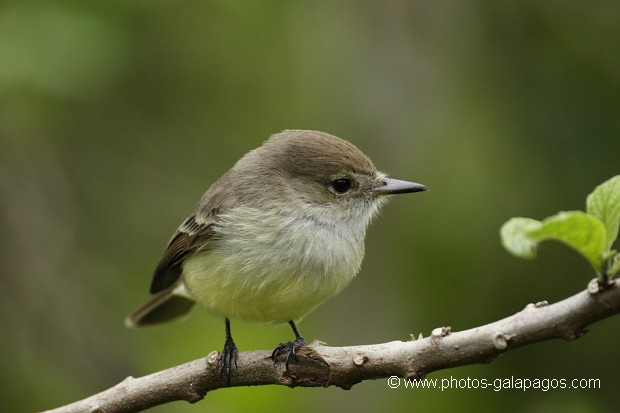 , Galapagos , Equateur , Parc National des Galapagos , Oiseau , Profil , Vert  , Parc National des Galapagos, Equateur  