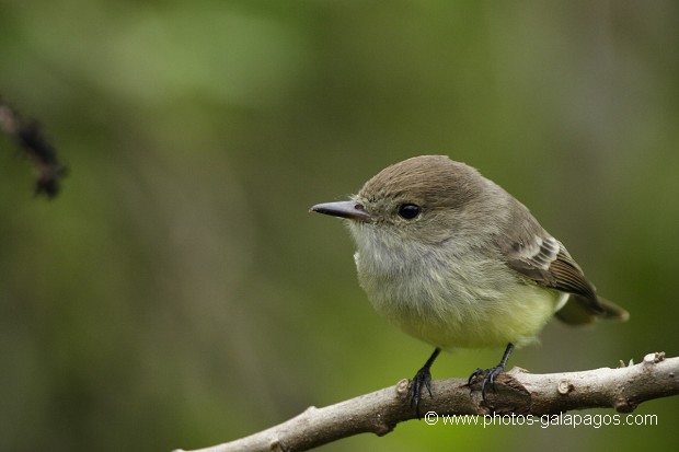 , Galapagos , Equateur , Parc National des Galapagos , Oiseau , Profil , Vert  , Parc National des Galapagos, Equateur  