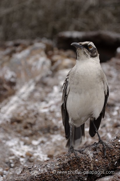 , Galapagos , Equateur , Parc National des Galapagos  , Parc National des Galapagos, Equateur  