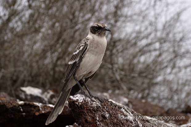 , Galapagos , Equateur , Parc National des Galapagos  , Parc National des Galapagos, Equateur  