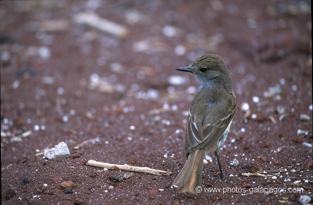  , Parc National des Galapagos, Equateur  