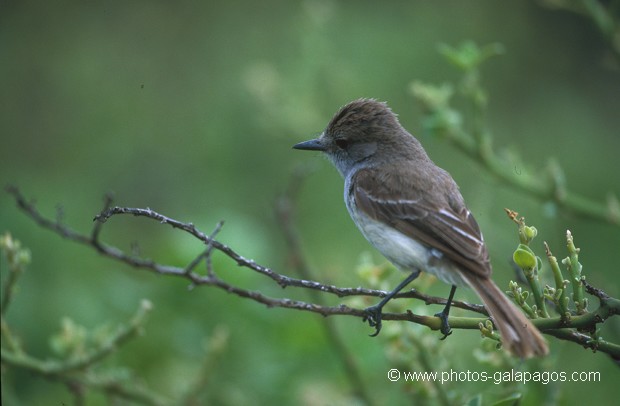  , Parc National des Galapagos, Equateur  