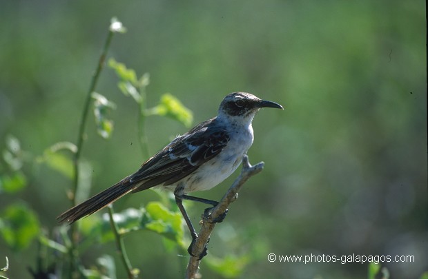  , Parc National des Galapagos, Equateur  