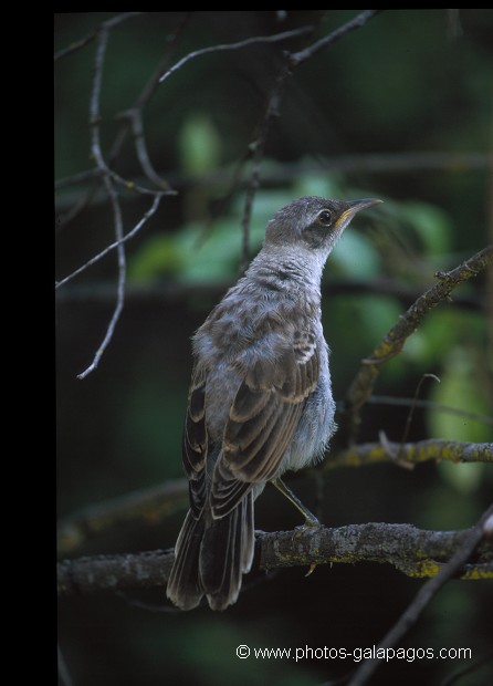  , Parc National des Galapagos, Equateur  