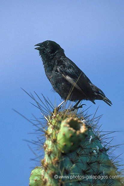  , Parc National des Galapagos, Equateur  